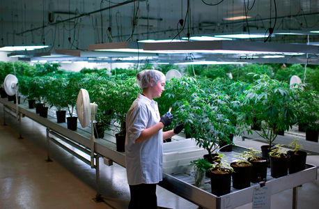 Medical cannabis lab (illustration). Photo: Bloomberg