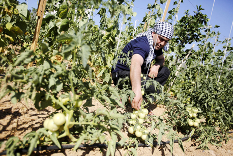 חקלאי פלסטיני מגדל עגבניות באזור חברון. הסחורה איכותית וזולה חקלאי פלסטיני מגדל עגבניות באזור חברון. הסחורה איכותית וזולה