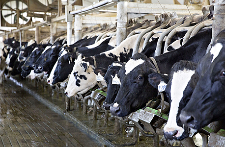 Cows in a dairy farm (Ilustrative). Photo: Bloomberg