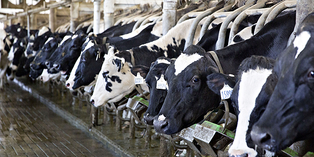בג&quot;ץ הקציב למדינה 30 יום לקידום ממשי של הסכם החלב שיוריד את מחיר החלב הגולמי