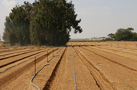 חקלאות בדרום הארץ (ארכיון) חקלאות בדרום הארץ (ארכיון)