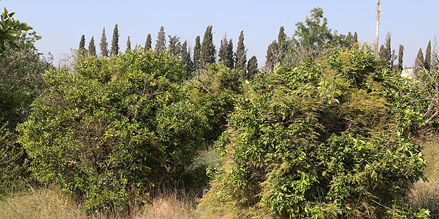 המתמזגות בדמעה ברינה יקצורו