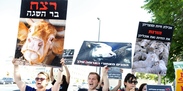 17% ממשלוחי הצאן והבקר החי לישראל נעצרו