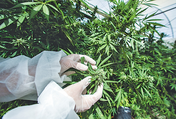 Cannabis greenhouse (illustration). Photo: Bloomberg