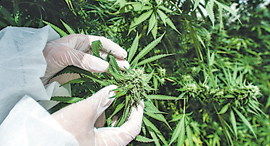 Marijuana. Photo: Bloomberg Marijuana. Photo: Bloomberg