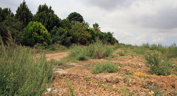הקרקע החקלאית במושב פדיה. במקום דירה תוכלו לגדל מלפפונים הקרקע החקלאית במושב פדיה. במקום דירה תוכלו לגדל מלפפונים