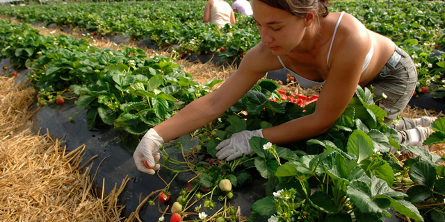 A strawberry farm (illustration). Photo: David Wootton/Alamy