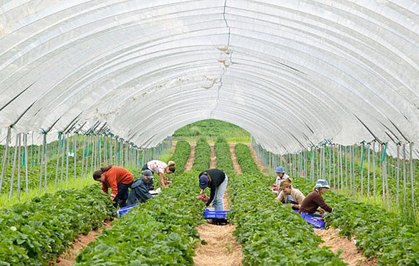 Greenhouse (illustration). Photo: David Wootton/Alamy