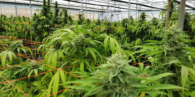 Cannabis farm in Israel. Photo: Seach Cannabis Farm