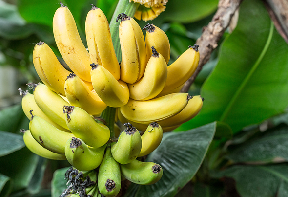 Genetic Manipulation Makes Strides in War Against Banana Fungus - CTech
