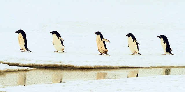 פינגווינים אדליים, אנטארקטיקה. מושבה של 40 אלף פרטים נכחדה מרעב, צילום: אי פי איי