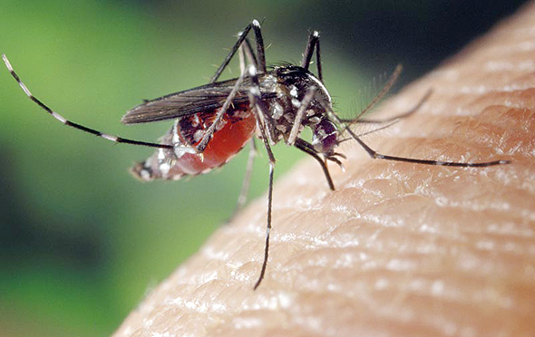 Mosquito. Photo: Bloomberg