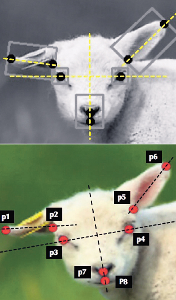 Sheep Pain Facial Expression Scale: מזהה כמה כואב לכבשה לפי הבעת פניה, ובעתיד תוכל לפענח גם את עצומת הכאב של בן אדם Sheep Pain Facial Expression Scale: מזהה כמה כואב לכבשה לפי הבעת פניה, ובעתיד תוכל לפענח גם את עצומת הכאב של בן אדם