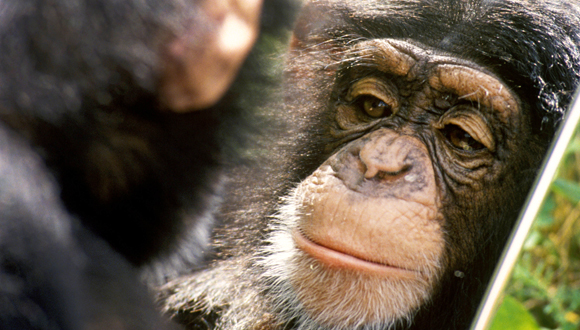 שימפנזה בניסוי המראה, צילום: איי.אף.פי