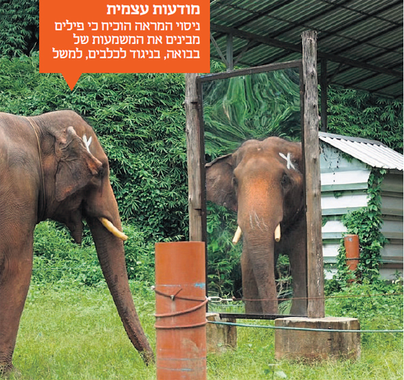 מודעות עצמית. ניסוי המראה הוכיח כי פילים מבינים את המשמעות של בבואה, בניגוד לכלבים, למשל מודעות עצמית. ניסוי המראה הוכיח כי פילים מבינים את המשמעות של בבואה, בניגוד לכלבים, למשל