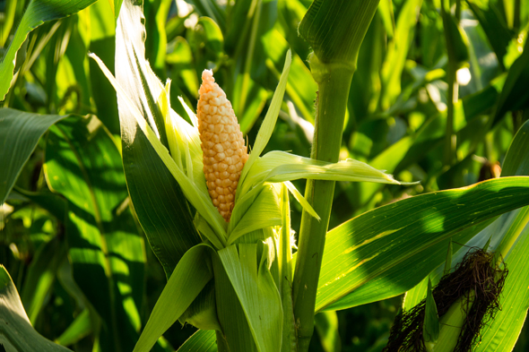 Corn. Photo: Shutterstock Corn. Photo: Shutterstock