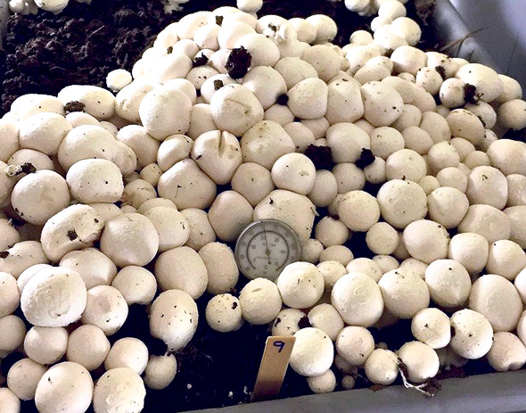 הפטריות הלא־משחימות בחיתוך של פרופ' ינונג יאנג. התקדים שאפשר רגולציה קלה
