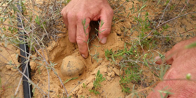 Israeli Researchers Cultivate Rare Desert Truffles