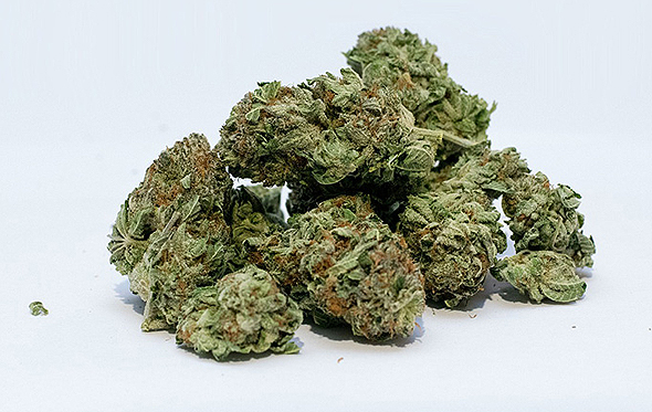 Marijuana buds. Photo: gjbmiller-Pixabay 