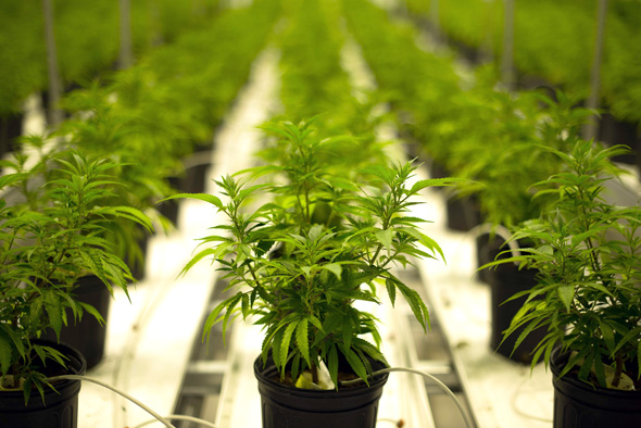 Cannabis. Photo: Bloomberg
