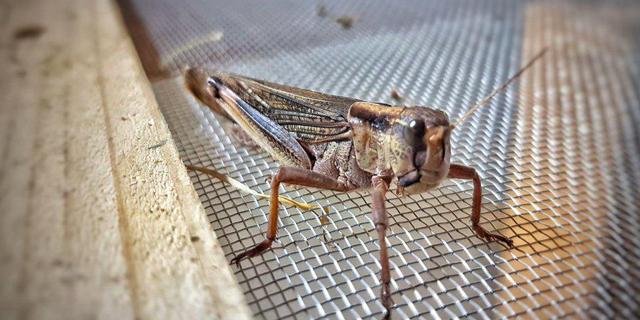 Grasshopper. Photo: Hargol FoodTech