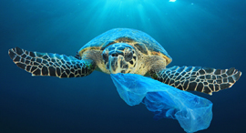 Plastic pollution. Photo: Shutterstock