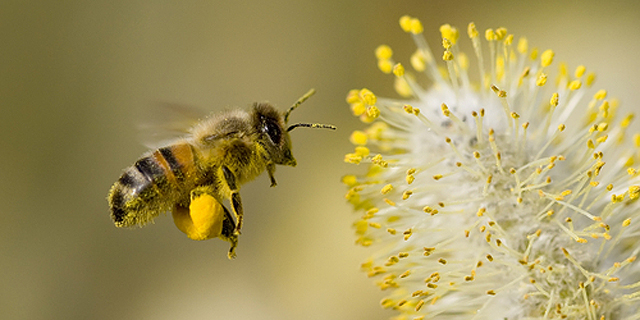 Automated Pollination Company Edete Raises &#036;3 Million