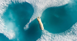 פוטו תחרות צילומי רחפנים מקום ראשון above the polar bear ) , צילום:florian ledoux