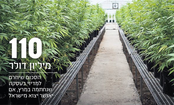 גידול קנאביס. בקנדה אישרו שימוש לצורכי פנאי גידול קנאביס. בקנדה אישרו שימוש לצורכי פנאי