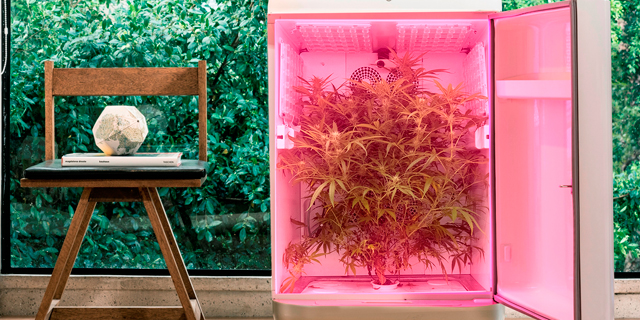 Home Cannabis Farming Device Seedo Ships to Customers in California