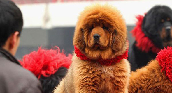 Online Insurer Lemonade Expands To Pet Insurance CTech