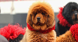 Dogs (illustration). Photo: Getty Images