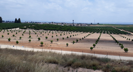קרקע חקלאית בחדרה זירת הנדל"ן , צילום: Eric Douri קרקע חקלאית בחדרה זירת הנדל"ן , צילום: Eric Douri