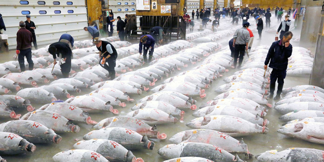 שוק הדגים המפורסם של טוקיו עובר דירה