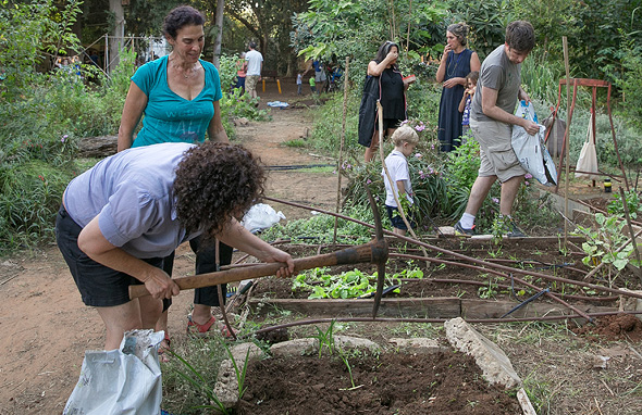 שתילה לקראת החורף שתילה לקראת החורף
