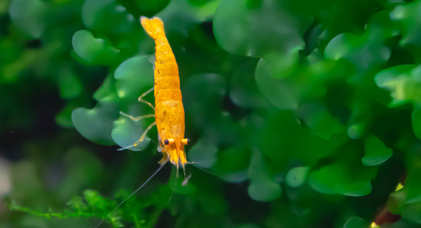 Shrimp (illustration). Photo: Shutterstock