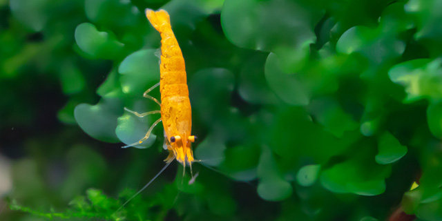 Singapore’s VisVires Backs Israeli Shrimp-Health Startup ViAqua