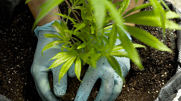 Cannabis. Photo: Reuters