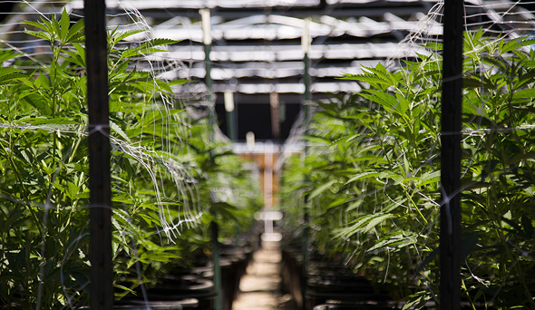 Cannabis farming. Photo: Shutterstock