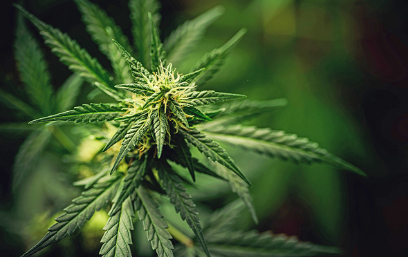 Medical cannabis (illusration). Photo: Shutterstock