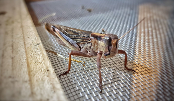 A grasshopper. Photo: Hargol