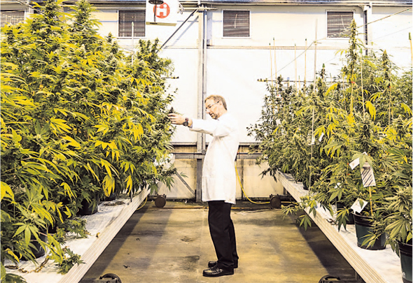 Growing cannabis (illustration). Photo: Bloomberg