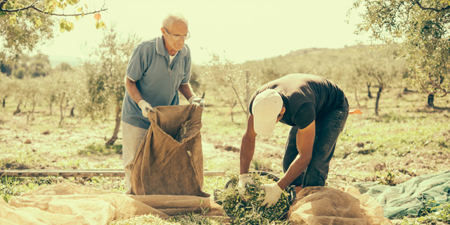 משבר האקלים הפך את איטליה ליבואנית זיתים
