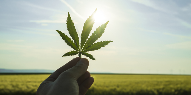Cannabis Producer Cannbit Raises Almost &#036;9 Million in Public Offering