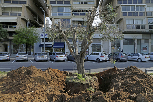 עקירת עצי זית לשם העתקתם למעגל ההיקפי של הכיכר עקירת עצי זית לשם העתקתם למעגל ההיקפי של הכיכר