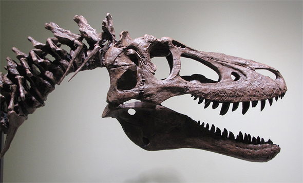 דינוזאור טי רקס למכירה איביי 1, צילום: Ebay