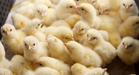 Baby chicks. Photo: Shutterstock