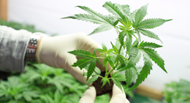 קנאביס רפואי מריחואנה כנס כלכליסט, צילום: שאטרסטוק