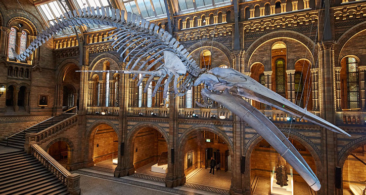 מקום 9. מוזיאון הטבע Natural History Museum לונדון מקום 9. מוזיאון הטבע Natural History Museum לונדון