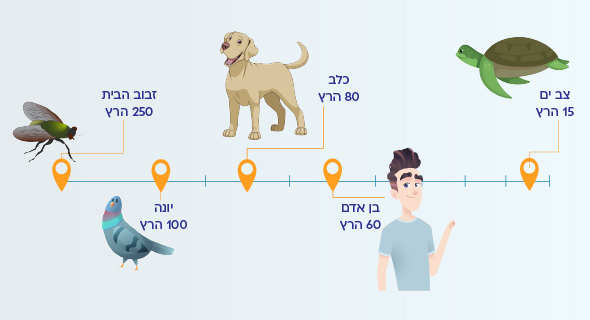 השוואה בין מהירות הקליטה של יצורים שונים - מודל הזבוב השוואה בין מהירות הקליטה של יצורים שונים - מודל הזבוב